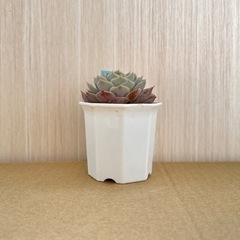 【多肉植物】オウンスローの画像