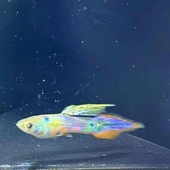 プラチナピンテールグッピー稚魚