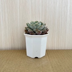 【多肉植物】オウンスローの画像