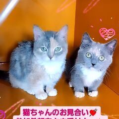 3/3(日)譲渡会♪9月生短足マンチカンダイリュートキャリコ姉妹...