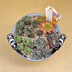 【多肉植物】センペルビウム4種（ゴールドナゲット/レッドビューテ...