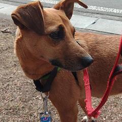 保健所収容期限切れにより保護MIX犬♀５～６歳 - 犬