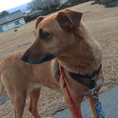 保健所収容期限切れにより保護MIX犬♀５～６歳 - 北佐久郡