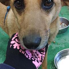 保健所収容期限切れにより保護MIX犬♀５～６歳 − 長野県