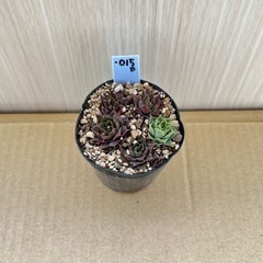 【多肉植物】訳あり センペルビウム（札落ち）