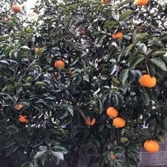 柑橘類(パール柑？)の画像