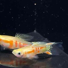 ゴールデンギンガ稚魚