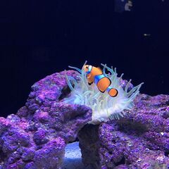 🐋🐋🐋明日やろう！で間に合います！前日提出OKなシフト自由なかん...