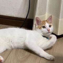 イケメン茶白くん