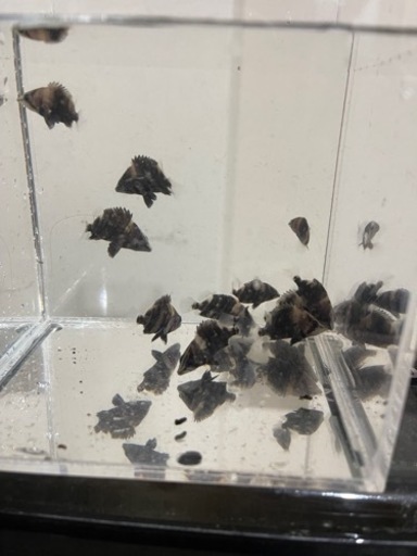 ダトニオプラスワン　13匹