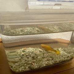 グッピーの画像