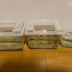 グッピーの画像