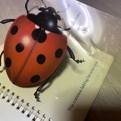 The Ladybug and Other Insects てんとう虫絵本の画像