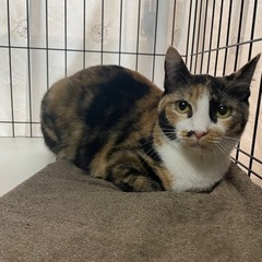 7ヶ月のおっとりすぎる穏やかな猫さん♡