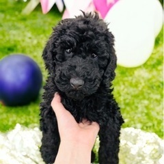 今週の入荷🐶✨　ペットショップcoco中島店 - ペット