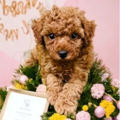 今週の入荷🐶✨　ペットショップcoco中島店 - 倉敷市