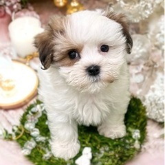 今週の入荷🐶✨　ペットショップcoco中島店 − 岡山県