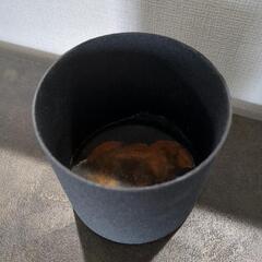 ミニ鉢 直径 8cmの画像
