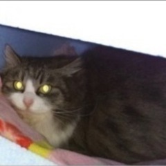 登米市佐沼ゲオ付近から脱走したさくら猫を探しています