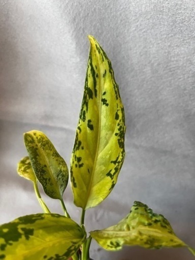 アグラオネマピクタム×2