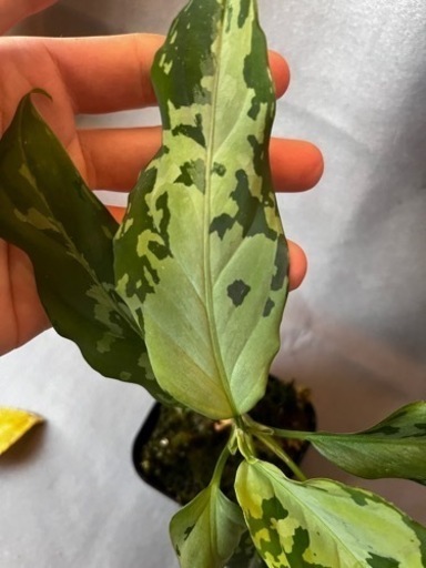 アグラオネマピクタム