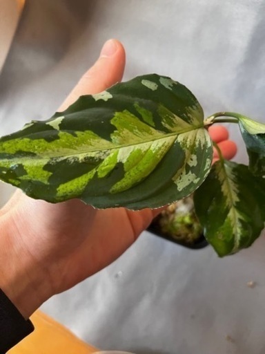 アグラオネマピクタム