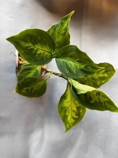 アグラオネマピクタム