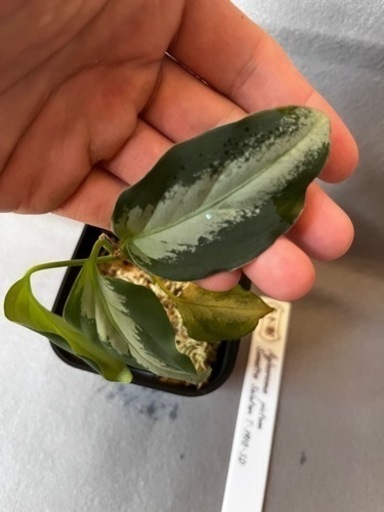 アグラオネマピクタム