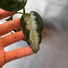 アグラオネマピクタム