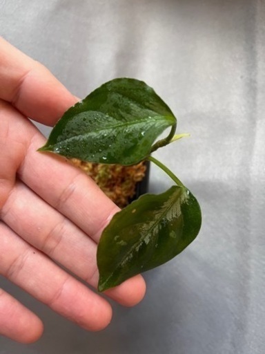 アグラオネマピクタム