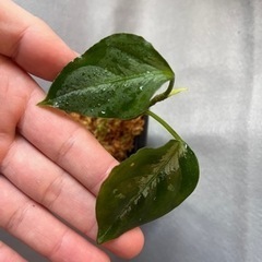 アグラオネマピクタム