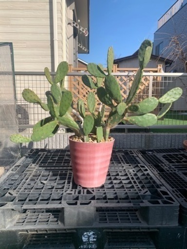 2月限定値下げします！ウチワサボテン