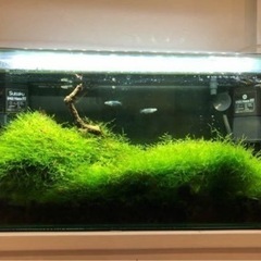 45センチスリム水槽セットの画像