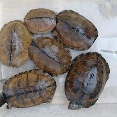 カメ；南米（ガイアナ）アフリカ（ナイジェリア、カメルーン） - ペット