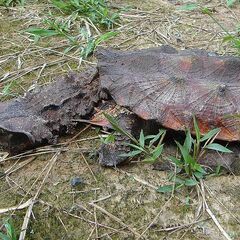 カメ；南米（ガイアナ）アフリカ（ナイジェリア、カメルーン）の画像