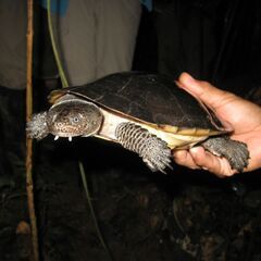 カメ；南米（ガイアナ）アフリカ（ナイジェリア、カメルーン） − 東京都