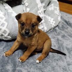 生後1ヶ月　ポコちゃん里親募集中