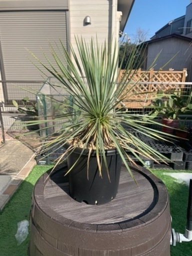 2月限定値下げします！ユッカロストラータ