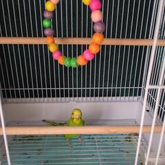 里親様決まりました！セキセイインコ カゴと餌付けます。