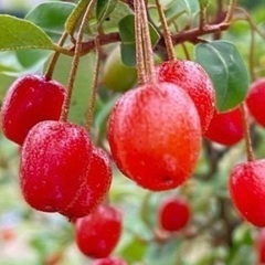 ビックリ　グミの🌲の画像