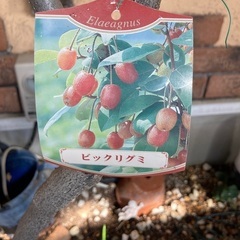 ビックリ　グミの🌲