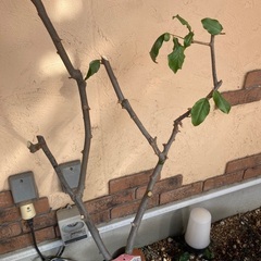 ビックリ　グミの🌲の画像