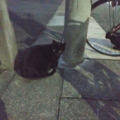 黒猫兄弟　オスメス