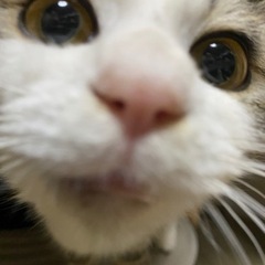 🩷推定8ヶ月🐱キジ白🩷りりーちゃん🩷（正式譲渡決定）
