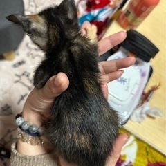 子猫