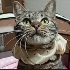 アメショ柄★超甘えん坊！不妊手術済
