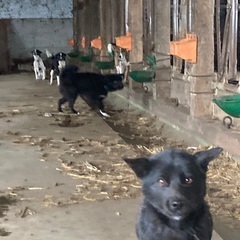 牧場倒産による多頭飼育崩壊の為、2月18日現地にて譲渡会を行います