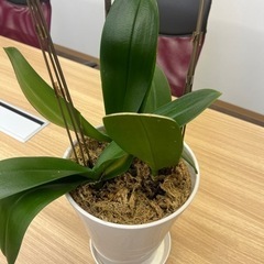 生活雑貨 家庭用品 ガーデニング