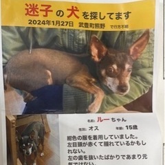 迷子犬のを探してます！