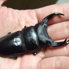 佐賀県産オオクワガタ ♂75.5ミリ ♀49.2ミリ ペアの画像